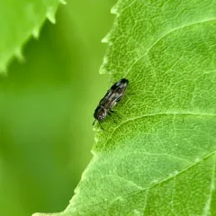 Native Ash Borer thumbnail 4