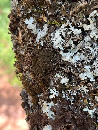Giant Candlewax Lichen