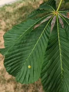 Puccinia andropogonis thumbnail 3