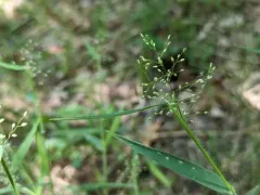 white-hair rosette grass thumbnail 3