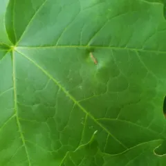 Gouty Vein Midge thumbnail 3