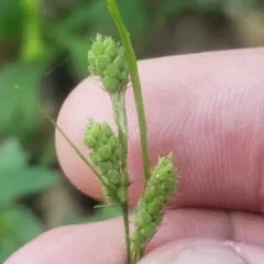 Swan's sedge thumbnail 3