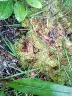Angerman's sphagnum thumbnail 1