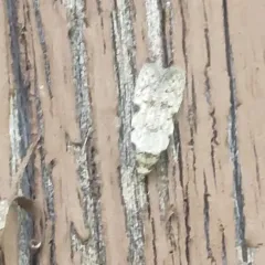 Triangle-marked Twirler Moth thumbnail 2