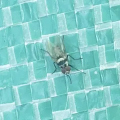 Anthomyia oculifera thumbnail 3