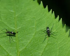 Chasmatonotus unimaculatus thumbnail 4