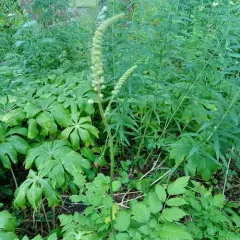 black cohosh thumbnail 3