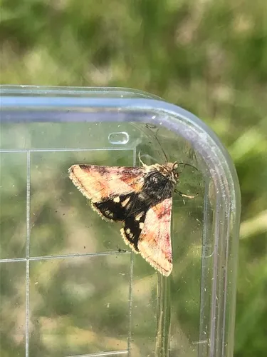 Schinia bina