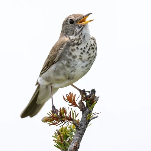 Bicknell's Thrush