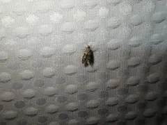 Asaphocrita aphidiella thumbnail 3