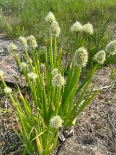 Welsh Onion thumbnail 4