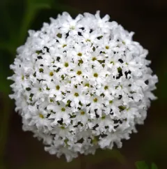 Snowball Sand Verbena thumbnail 2