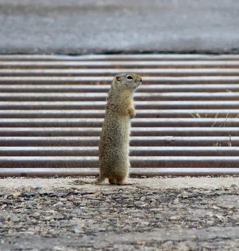 Wyoming Ground Squirrel