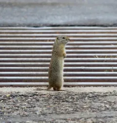 Wyoming Ground Squirrel thumbnail 1