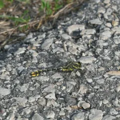 Plains Clubtail thumbnail 3