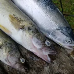 Walleye thumbnail 4