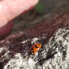 Casey's Lady Beetle thumbnail 2