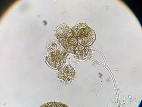 Campanella umbellaria