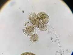 Campanella umbellaria thumbnail 1