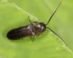 Microrhagus triangularis thumbnail 2