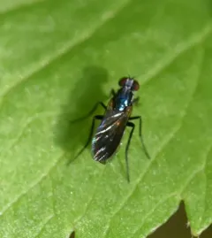 Rhaphium melampus thumbnail 3