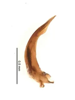 Catops basilaris thumbnail 3