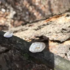 little nest polypore thumbnail 2