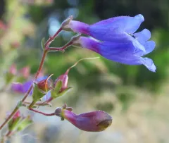 Roezl's penstemon thumbnail 2