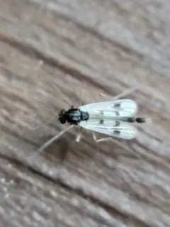 Polypedilum scalaenum thumbnail 3