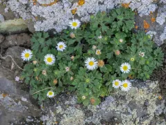 Basalt Fleabane thumbnail 3