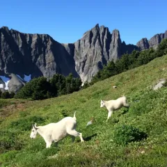 Mountain Goat thumbnail 3