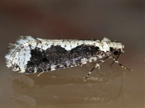 Daviscardia coloradella