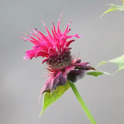 Scarlet Beebalm