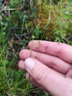 Rye-grass Sedge thumbnail 4