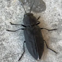 Black Fire Beetle thumbnail 3