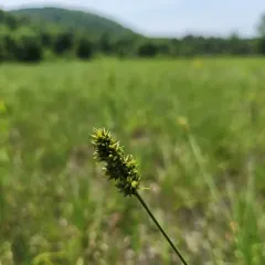 Muhlenberg's Sedge thumbnail 3