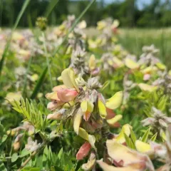 goat's rue thumbnail 4