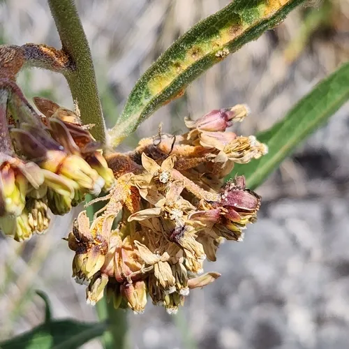Puccinia bartholomaei