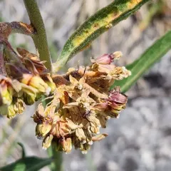 Puccinia bartholomaei thumbnail 1
