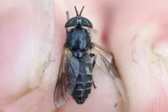 Hybomitra hinei thumbnail 1