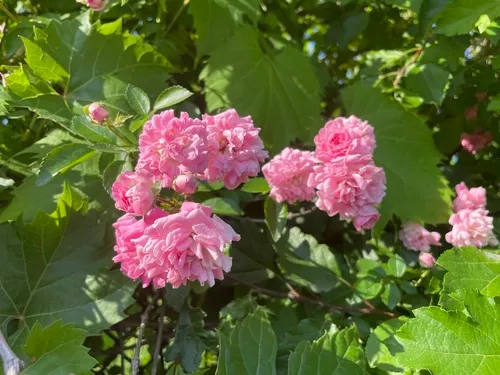 Memorial Rose