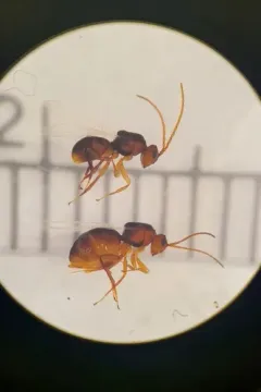 Antistrophus rufus thumbnail 3