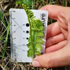 common moonwort thumbnail 3