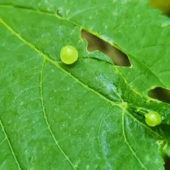 Wood Nettle Gall Midge thumbnail 4