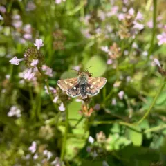 Small Heliothodes Moth thumbnail 2