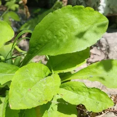 Shadowy Goldenrod thumbnail 2