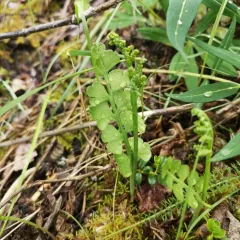American moonwort thumbnail 4