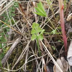 Mingan moonwort thumbnail 2