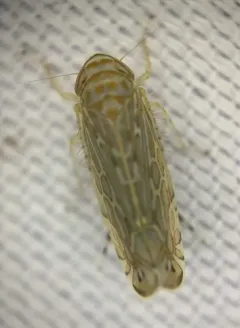 Paralimnus phragmitis thumbnail 2