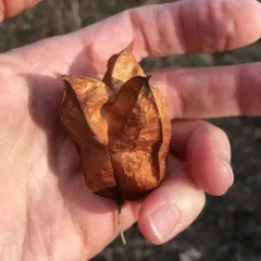American bladdernut thumbnail 4